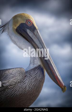 Portrait stylisé d'un Pélican brun (Pelecanus occidentalis) profil; St Augustine Beach, Floride, États-Unis d'Amérique Banque D'Images