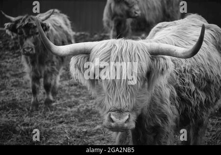 Gros plan de Highland Cattle (Bos taurus) debout dans une ferme en regardant la caméra; Lititz, Pennsylvanie, États-Unis d'Amérique Banque D'Images