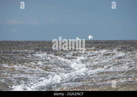 Les grands Egrets de l'est (Ardea alba puma) chassent pour la nourriture sur le récif de Montgomery alors qu'il émerge du détroit de Camden à Low Tide Banque D'Images