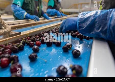 Katerini, Grèce - 4 juin 2021 : tri des cerises rouges par les femmes travaillant dans la coopérative agricole. Fruits frais biologiques. Mise au point sélective Banque D'Images