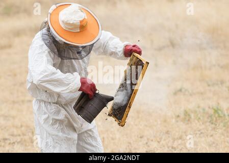 Un apiculteur tient un cadre de cellules de miel utilisant un fumeur pour calmer la colonie d'abeilles (APIS); Vashlovani, Géorgie Banque D'Images