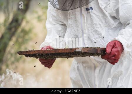 Gros plan d'un apiculteur tenant un cadre de cellule de miel alors que les abeilles domestiques (Apis) volent autour de ses mains gantées ; Vashlovani, Géorgie Banque D'Images