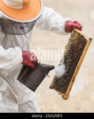 Gros plan d'un apiculteur portant un cadre de cellules de miel utilisant un fumeur pour calmer la colonie d'abeilles (APIS); Vashlovani, Géorgie Banque D'Images