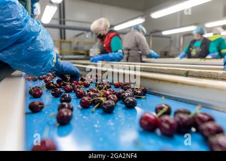 Katerini, Grèce - 4 juin 2021 : tri des cerises rouges par les femmes travaillant dans la coopérative agricole. Fruits frais biologiques. Mise au point sélective Banque D'Images