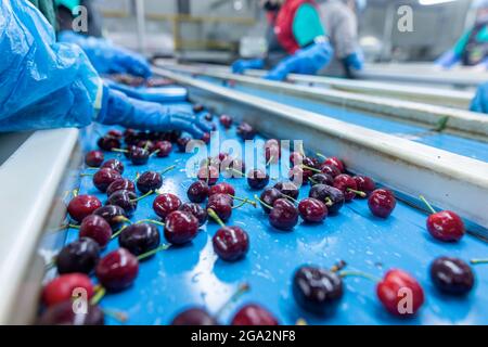 Katerini, Grèce - 4 juin 2021 : tri des cerises rouges par les femmes travaillant dans la coopérative agricole. Fruits frais biologiques. Mise au point sélective Banque D'Images