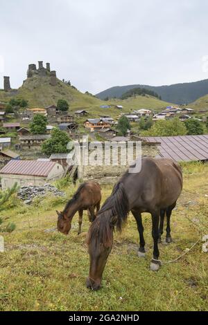 Gros plan d'un poulain et de sa mère (Equus ferus cabalus), paître dans un champ en face du village d'Omalo avec la forteresse médiévale et la tour h.. Banque D'Images