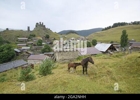 Un poulain et sa mère (Equus ferus cabalus) se mêlent dans un champ en face du village d'Omalo avec la forteresse médiévale et les maisons de la tour de Kesel... Banque D'Images