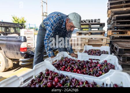 Katerini, Grèce - 4 juin 2021 : un agriculteur transporte des cerises rouges à la coopérative agricole de Katerini. Fruits frais biologiques. Récolte d'été. Banque D'Images