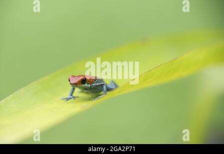 Une grenouille empoisonnée granulaire (Oophaga granulifera) repose sur une plante du parc national du Corcovado; Puntarenas, au Costa Rica Banque D'Images