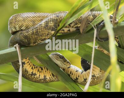 Un boa d'arbre de jardin (Corallus hortulanus) repose sur une branche d'arbre; Puntarenas, Costa Rica Banque D'Images