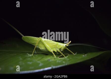 Un criquet de brousse ou un sauterelle à longues cornes (Tettigonidae) s'accroche à une plante tropicale la nuit; Puntarenas, Costa Rica Banque D'Images