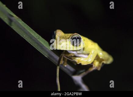 Une grenouille à tête étroite (Scinax elaeochroma) s'accroche à un arbre la nuit dans la forêt tropicale; Puntarenas, Costa Rica Banque D'Images