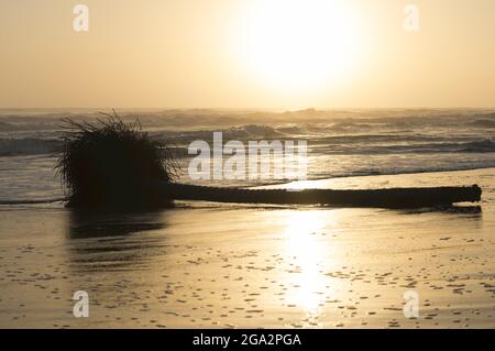 Lever du soleil au-dessus de la mer des Caraïbes sur la côte est du Costa Rica avec une silhouette d'un palmier tombé (Arecaceae) sur la plage Banque D'Images