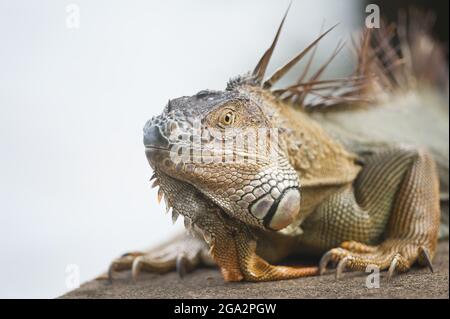 Portrait d'un iguana vert (iguana iguana); Tortuguero, Costa Rica Banque D'Images