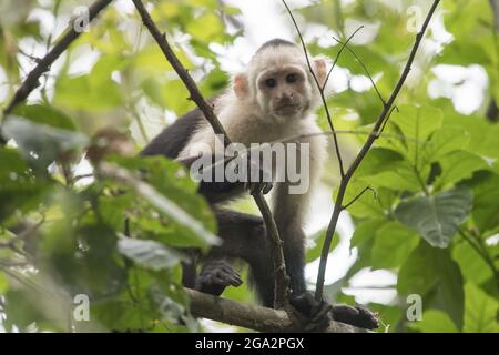 Gros plan d'un singe capucin à tête blanche (Cebus capucinus) grimpant à travers le couvert forestier de la forêt tropicale ; Puntarenas, Costa Rica Banque D'Images