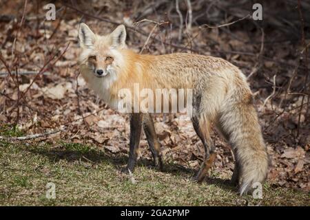 Renard roux (Vulpes vulpes) debout à la lisière d'une forêt en automne dans le nord de l'Ontario; Thunder Bay, Ontario, Canada Banque D'Images