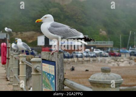 Un paysage de front de mer brumeux et brumeux au stade de Hastings, dans l'est du Sussex, en Angleterre, avec son cadre métallique victorien bordant les plages Banque D'Images