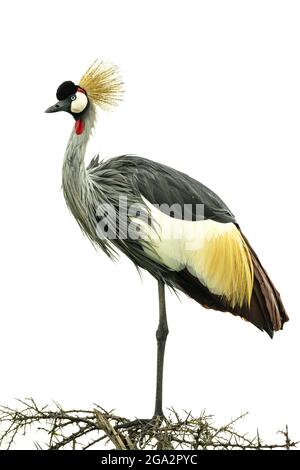 Portrait d'une grue à couronne grise (Balearia regulorum) debout sur un arbuste en profil; Narok, Masai Mara, Kenya Banque D'Images