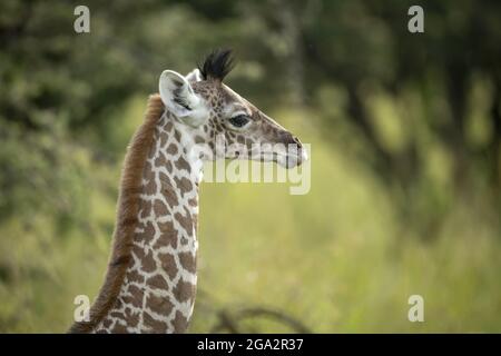 Gros plan d'une girafe Masai (Giraffa tippelskirchi) en profil; Narok, Masai Mara, Kenya Banque D'Images