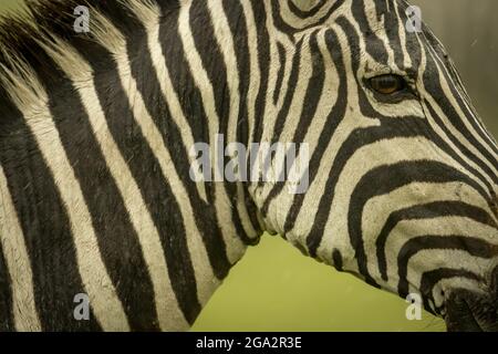 Gros plan de la zèbre des plaines (Equus quagga) face sous la pluie; Narok, Masai Mara, Kenya Banque D'Images