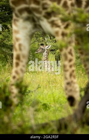 Girafe de bébé Masai (Giraffa tippelskirchi) vue entre les jambes de la girafe de Masai qui se trouve dans la pelouse; Narok, Masai Mara, Kenya Banque D'Images