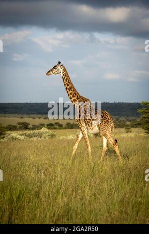 La girafe de Masai (Giraffa tippelskirchi) traverse la savane au soleil ; Narok, Masai Mara, Kenya Banque D'Images