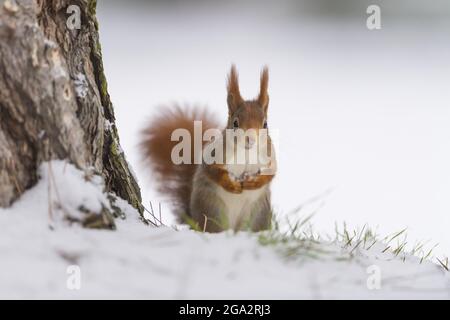 Portrait d'un écureuil rouge (Sciurus vulgaris) dans la neige debout à la base d'un arbre; Allemagne Banque D'Images