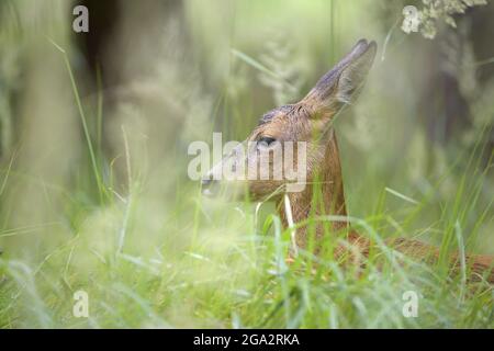 Portrait de cerf de Virginie (Capranolus capranolus), debout dans un pré; Hesse, Allemagne Banque D'Images