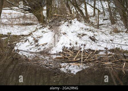 Beaver Lodge de castor européen en hiver, fibre de Castor; Spessart, Bavière, Allemagne Banque D'Images