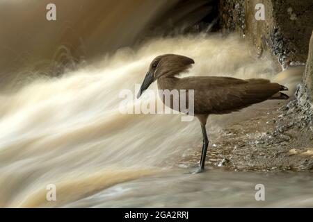 Hamerkop (Scopus umbretta) se dresse au bord d'une eau floue qui se précipite au-delà; Narok, Masai Mara, Kenya Banque D'Images