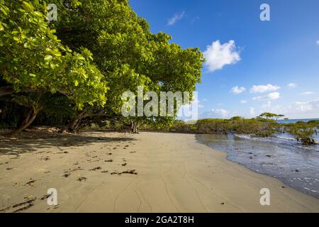Vue rapprochée d'une plage de sable avec des mangroves bordant le rivage à Cape Tribulation, où la forêt tropicale de Daintree rencontre la mer de Corail sur la... Banque D'Images