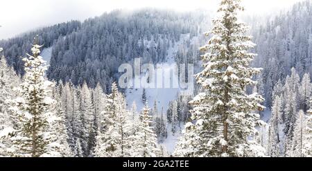 Vue à travers les pins couverts de neige jusqu'à la colline de ski et télécabine à la montagne de Sass de stria dans les Dolomites; province de Belluno, Vénétie, Italie Banque D'Images