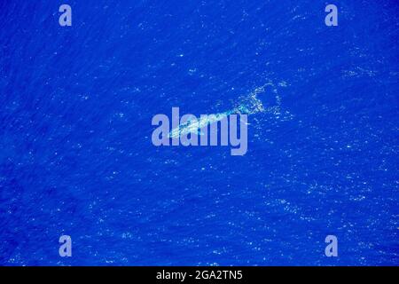 Baleine bleue (Balaenoptera musculus) vue dans les airs au large de la côte ouest du Sri Lanka; Mirissa, province du Sud, Sri Lanka Banque D'Images