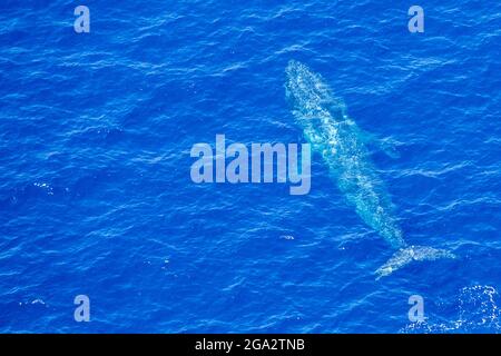 Vue rapprochée d'une baleine bleue (Balaenoptera musculus) nageant juste en dessous de la surface, vue depuis les airs au large de la côte ouest du Sri Lanka Banque D'Images