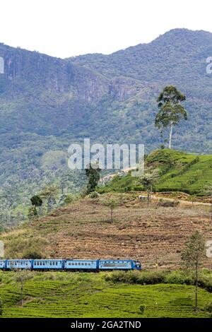 Le célèbre Blue train, passant par la campagne et les Etats du thé dans le pays de Hill ; Nanu Oya, pays de Hill, province centrale, Sri Lanka Banque D'Images