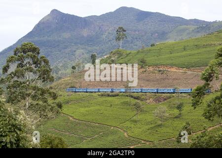 Le célèbre Blue train, passant par la campagne et les Etats du thé dans le pays de Hill ; Nanu Oya, pays de Hill, province centrale, Sri Lanka Banque D'Images