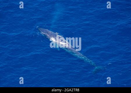 La baleine bleue (Balaenoptera musculus) souffle de l'air à travers le trou de soufflage, vu de l'air au large de la côte ouest du Sri Lanka Banque D'Images