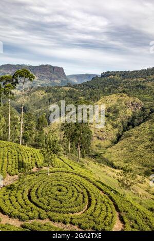 Surplombant la campagne et les Etats du thé avec des buissons de thé plantés dans des motifs circulaires près de Nanu Oya dans le pays de la colline Banque D'Images