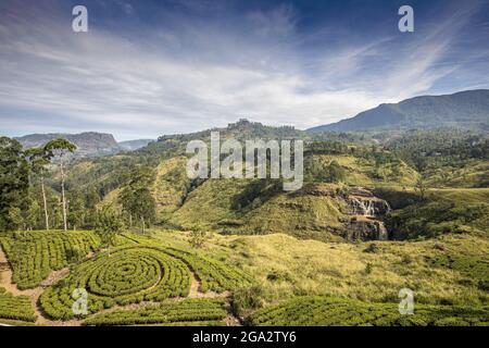 Surplombant la campagne et les Etats du thé avec des buissons de thé plantés dans des motifs circulaires près de Nanu Oya dans le pays de la colline Banque D'Images