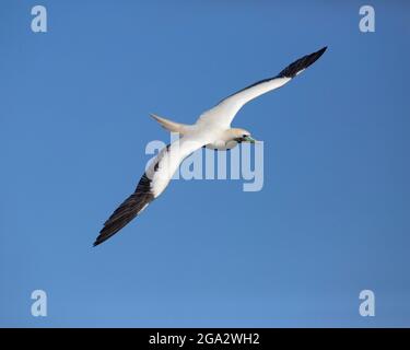 Booby à pieds rouges survolant avec des ailes étirées dans le ciel bleu à la réserve naturelle nationale de Kilauea point, Kauai, îles hawaïennes (Sula sula rubripes) Banque D'Images