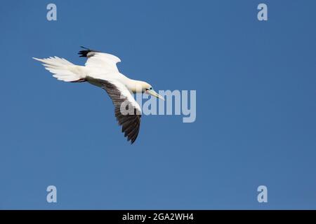 Booby à pieds rouges s'approchant de la terre, étendant sa queue de sorte que les plumes augmentent la traînée pour ralentir l'oiseau vers le bas pour l'atterrissage, Hawaï. Sula sula rubripes Banque D'Images