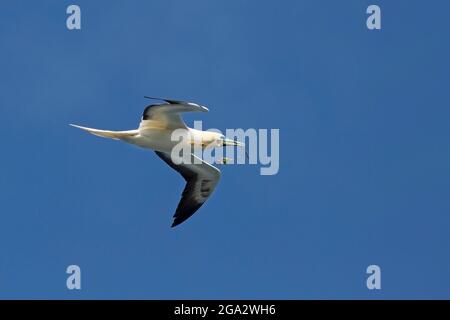 Phase de couleur blanche de Booby à pieds rouges (Sula sula rubripes), volant avec une branche dans le bec pour le matériel de nidification, réserve naturelle nationale de Kilauea point, Kauai Banque D'Images