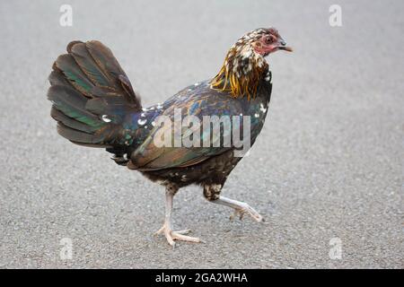 Poulet sauvage coloré traversant une route à Lihue, Kauai, Hawaii (Gallus gallus domesticus) Banque D'Images