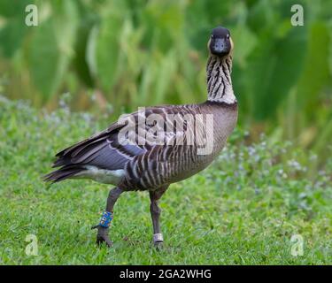 Nene, l'oie la plus rare du monde et oiseau d'État d'Hawaï, dans la réserve naturelle nationale d'Hanalei, sur la rive nord de Kauai, Hawaï (Branta sandvicensis) Banque D'Images