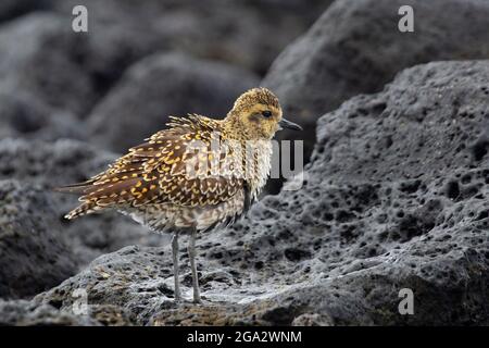 Pacific Golden Plover debout sur la roche de lave le long de la côte de Lihue, Kauai, Hawaii. Le nom hawaïen de l'oiseau est Kolea. (Pluvialis fulva). Banque D'Images