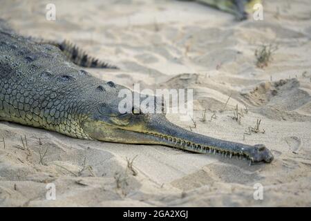 Crocodile gharial (Gavialis gangeticus) situé sur le sable dans le centre de reproduction dans le parc national de Chitwan; Chitwan, Népal Banque D'Images