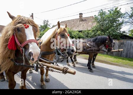 Gros plan de chevaux (Equus ferus caballus) portant des glands rouges, debout dans une rangée sur une rue pavée accroché aux pôles dans une ville de Transylvanie sur un ... Banque D'Images