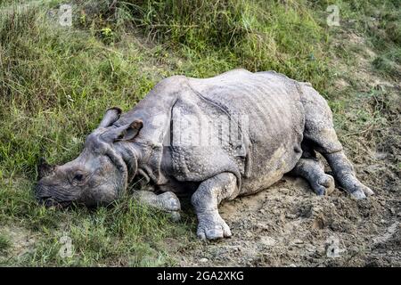 rhinocéros indien (Rhinoceros unicornis) dans le parc national de Chitwan, au Népal; Chitwan, au Népal Banque D'Images