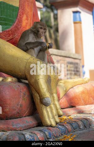 Le singe Mâcaque rhésus (Mulatta Macaca) et la statue de Bouddha sur les marches menant à la grande stupa de Swayambhunath à Katmandou, Népal Banque D'Images