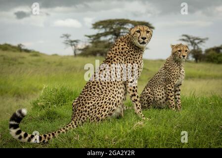 Cheetah (Acinonyx jubatus) est assis près d'un cub sur un monticule herbacé, réserve nationale de Maasai Mara; Narok, Masai Mara, Kenya Banque D'Images